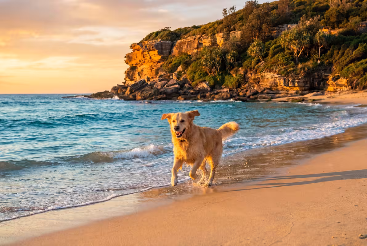Happy dog sprinting along a beautiful secluded Sydney beach at golden hour sunset