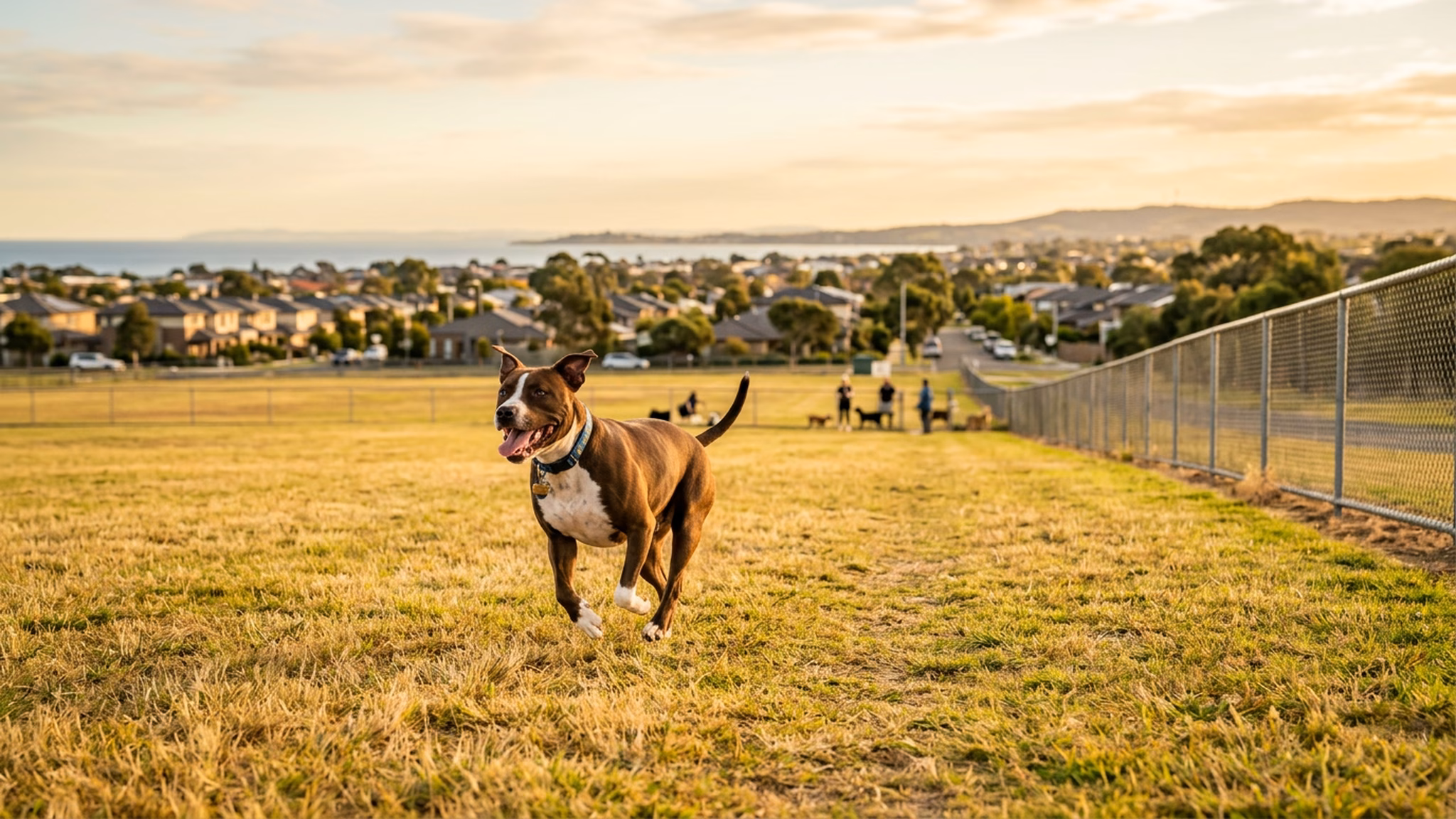 Happy staffy running across the fenced off-leash dog park at Carrum Downs