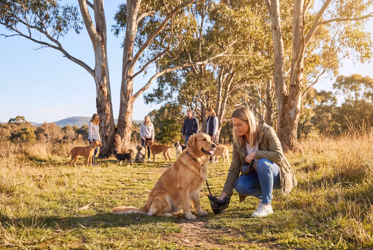 Well-behaved dog sitting calmly next to its owner at an Australian dog park