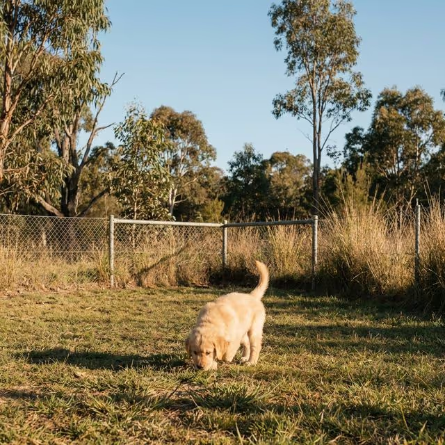 Small puppy exploring an enclosed, quiet grassy area during a first dog park visit