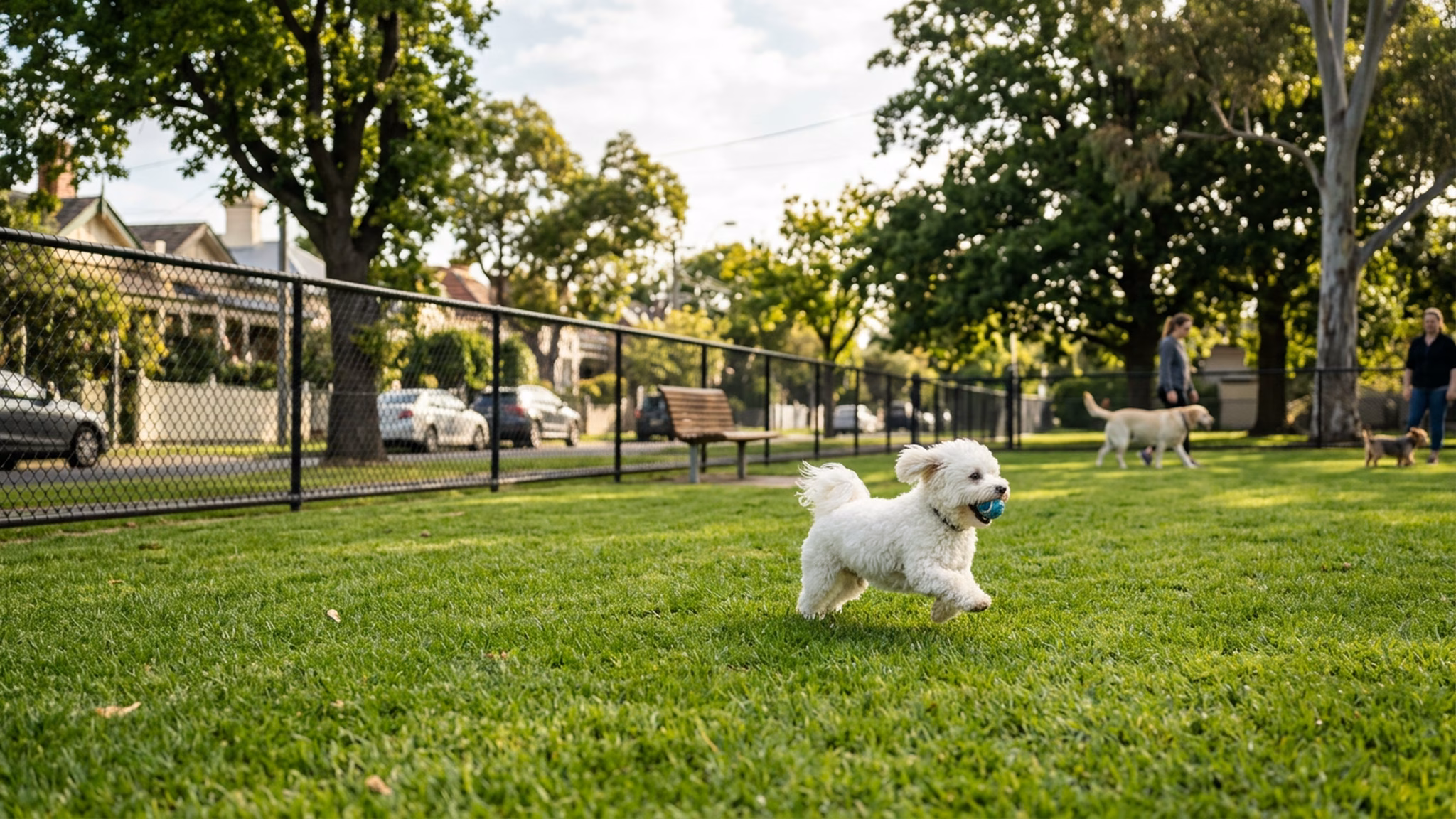 Small white fluffy dog playing fetch at Serpells Community Reserve in Templestowe Lower, Melbourne