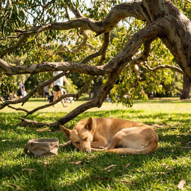 Dog resting safely under the cool shade of a large tree at a dog park