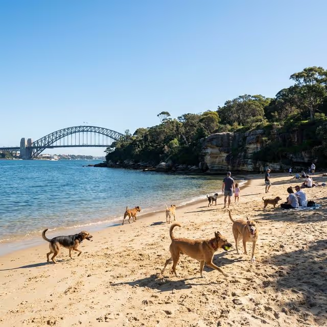 Dogs swimming and playing off-leash at a picturesque harbour dog beach in Sydney